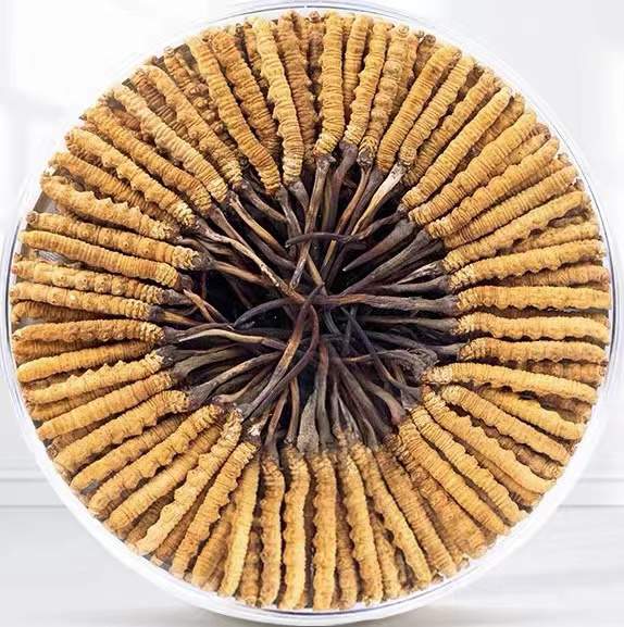 西平冬虫夏草回收